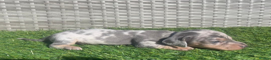 Miniature Dachshund Puppy 4