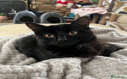 British Shorthair cats for sale: 2 older black kittens (one 9 months, one 7 months) - Image 4