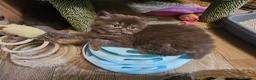 British Shorthair cats for sale: British longhair and shorthair kittens  - Advert 11