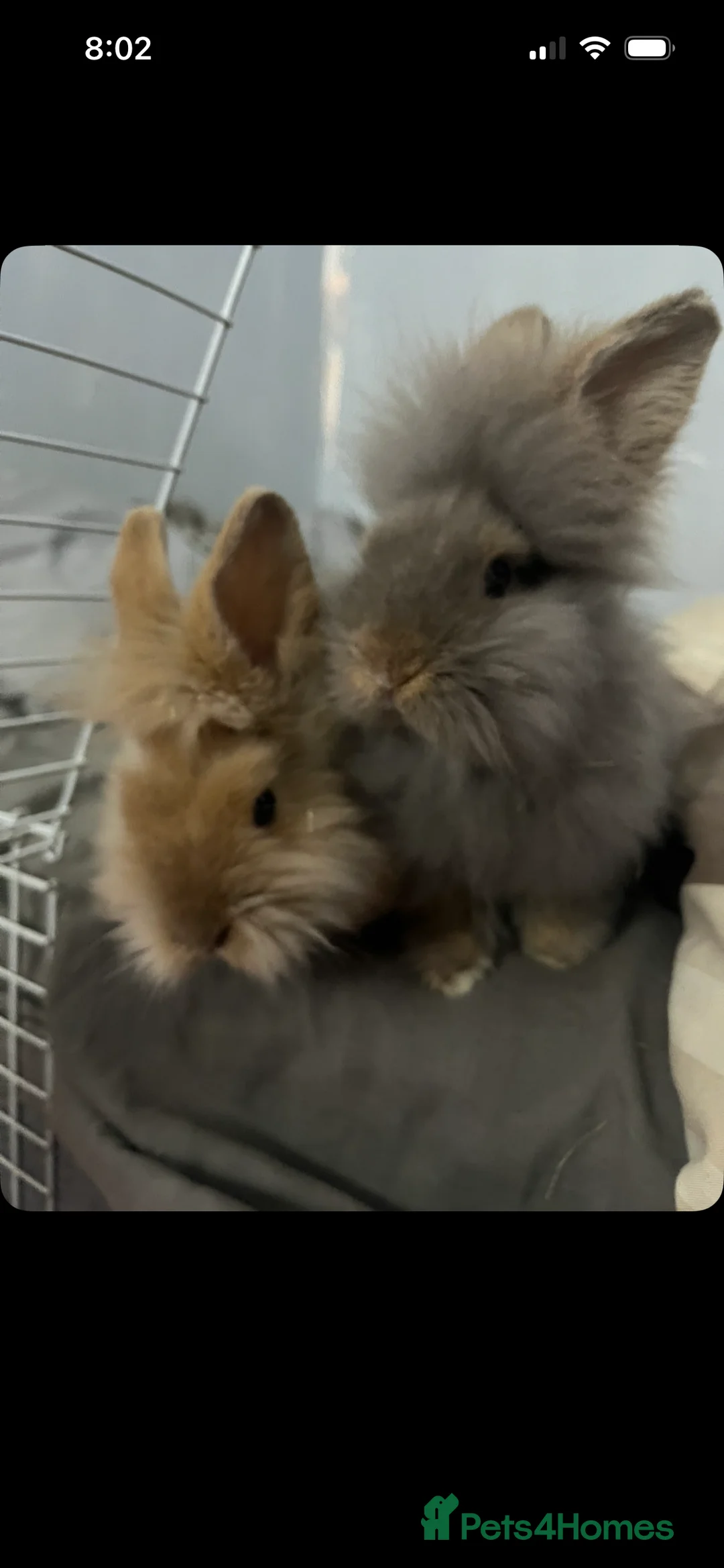 Lionhead rabbits for sale: 2 lions heads for sale  - Advert 2