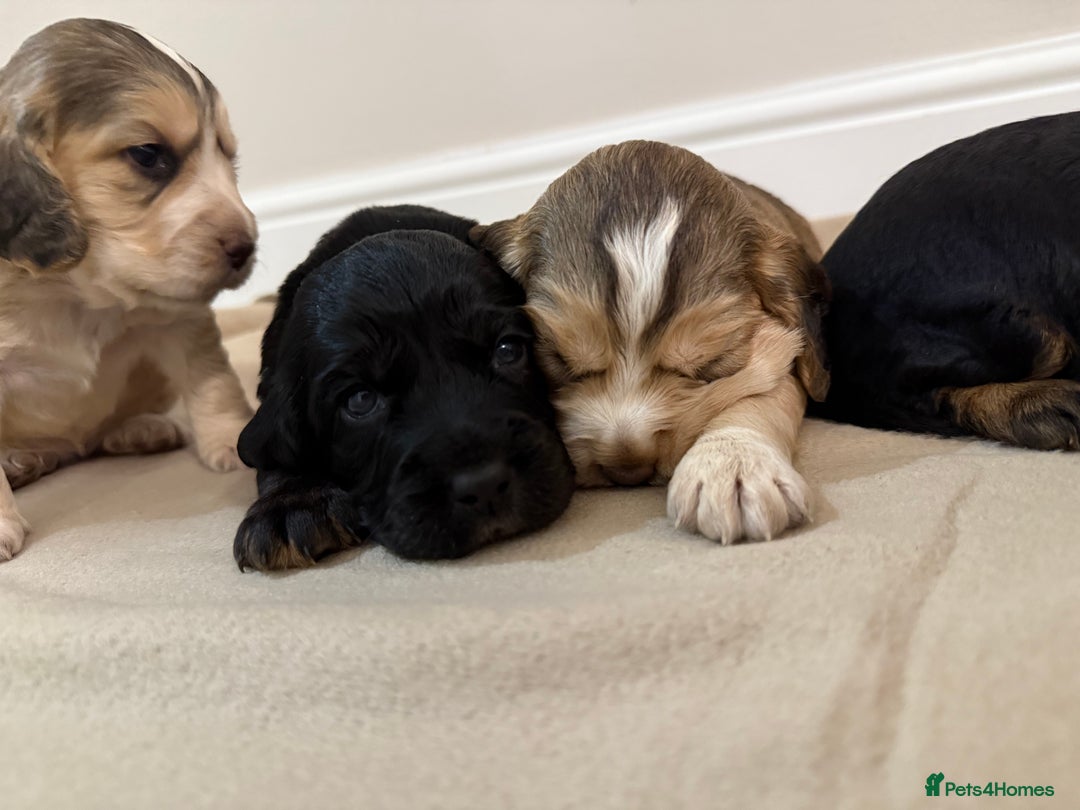 Cocker Spaniel dogs for sale: 2 girls left! Litter of 6 adorable kc reg puppies  - Advert 15