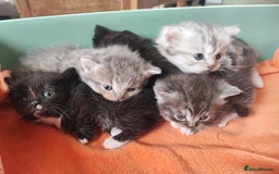 Devon Rex cats for sale: Munchkin x Devon rex  - Image 11