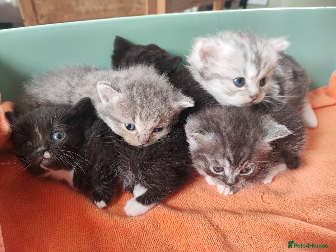 Devon Rex cats for sale: Munchkin x Devon rex  - Image 11