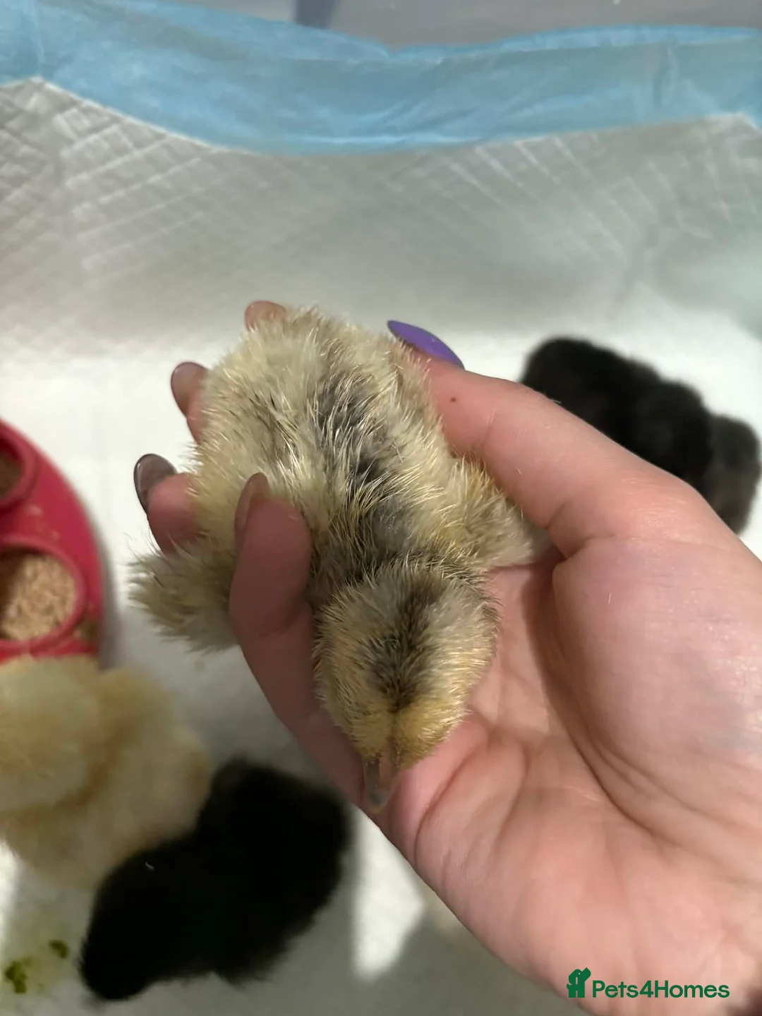 Chickens poultry for sale: Mixed chicks week old in Barry - Advert 2