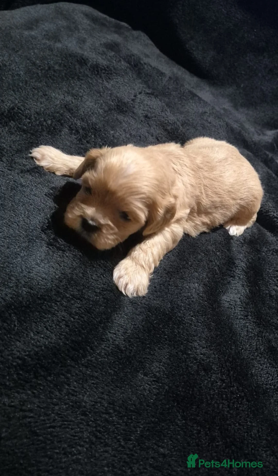 Cava Tzu dogs for sale: Cava-Tzu pups - Advert 15