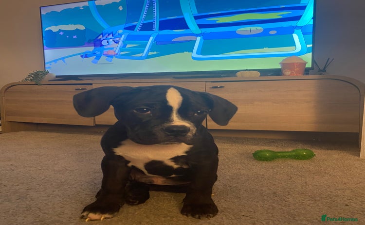 Boxer dogs - Advert 7