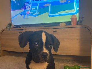 Boxer dogs - Advert 19