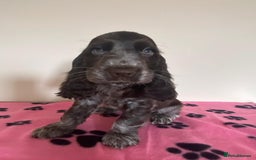 Cocker Spaniel dogs for sale:  show type spaniel puppies health tested parents  - Image 22