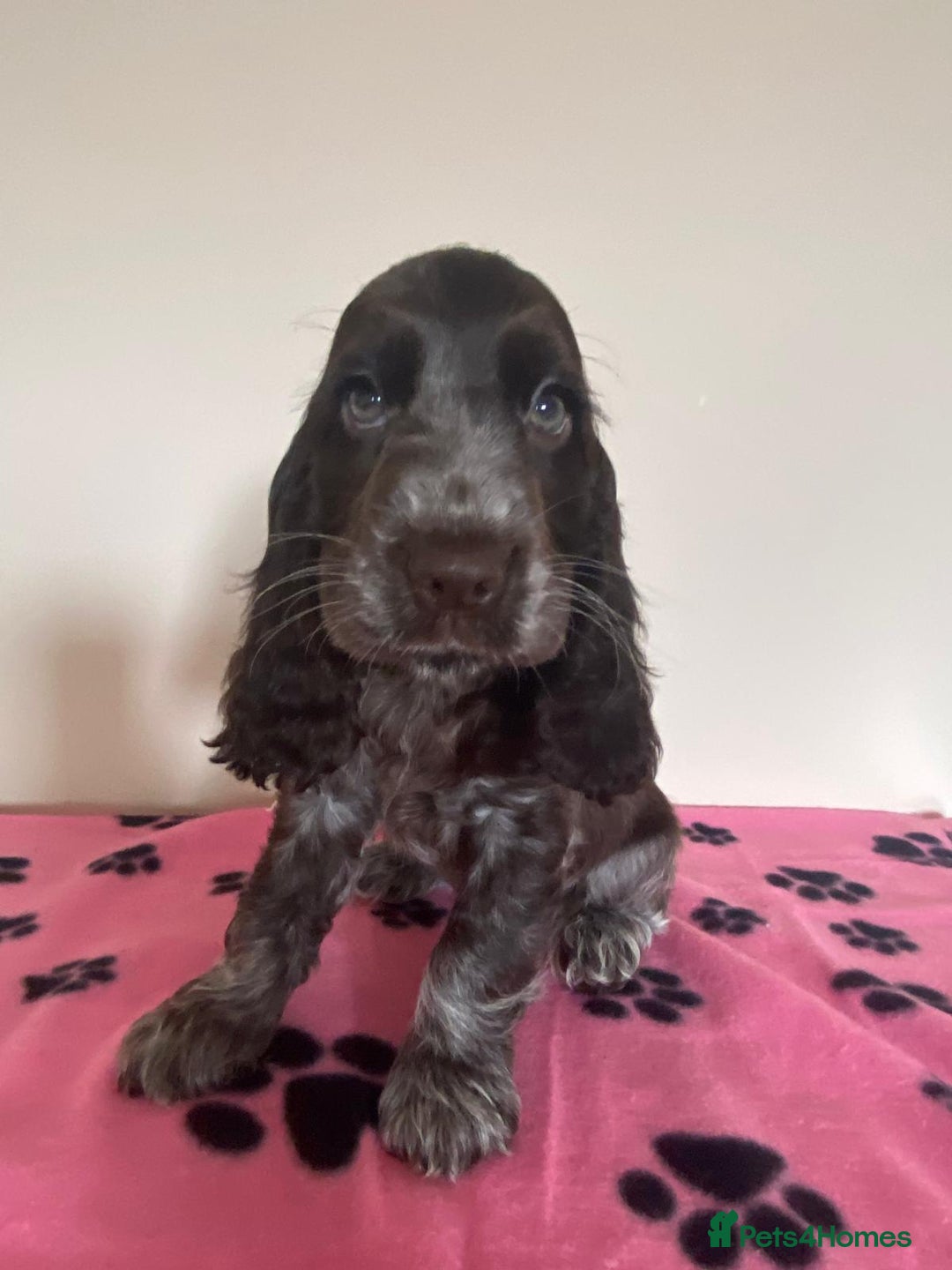 Cocker Spaniel dogs for sale:  show type spaniel puppies health tested parents  - Image 22