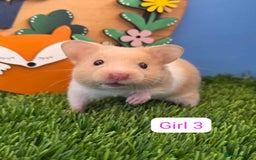 Hamster rodents for sale: Baby Syrian Hamster Male Female Boy Girl Pedigree  - Image 1