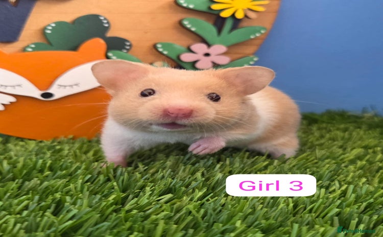 Hamster rodents - Advert 2