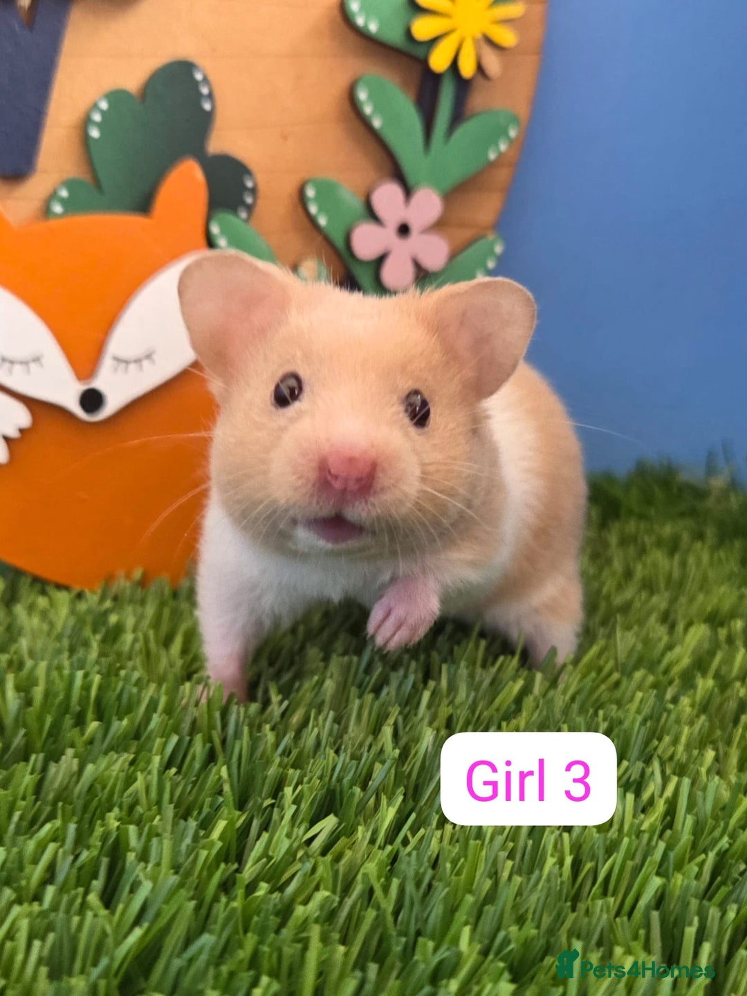 Hamster rodents for sale: Baby Syrian Hamster Male Female Boy Girl Pedigree  - Image 1