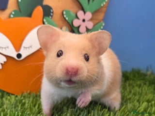 Hamster rodents - Advert 2