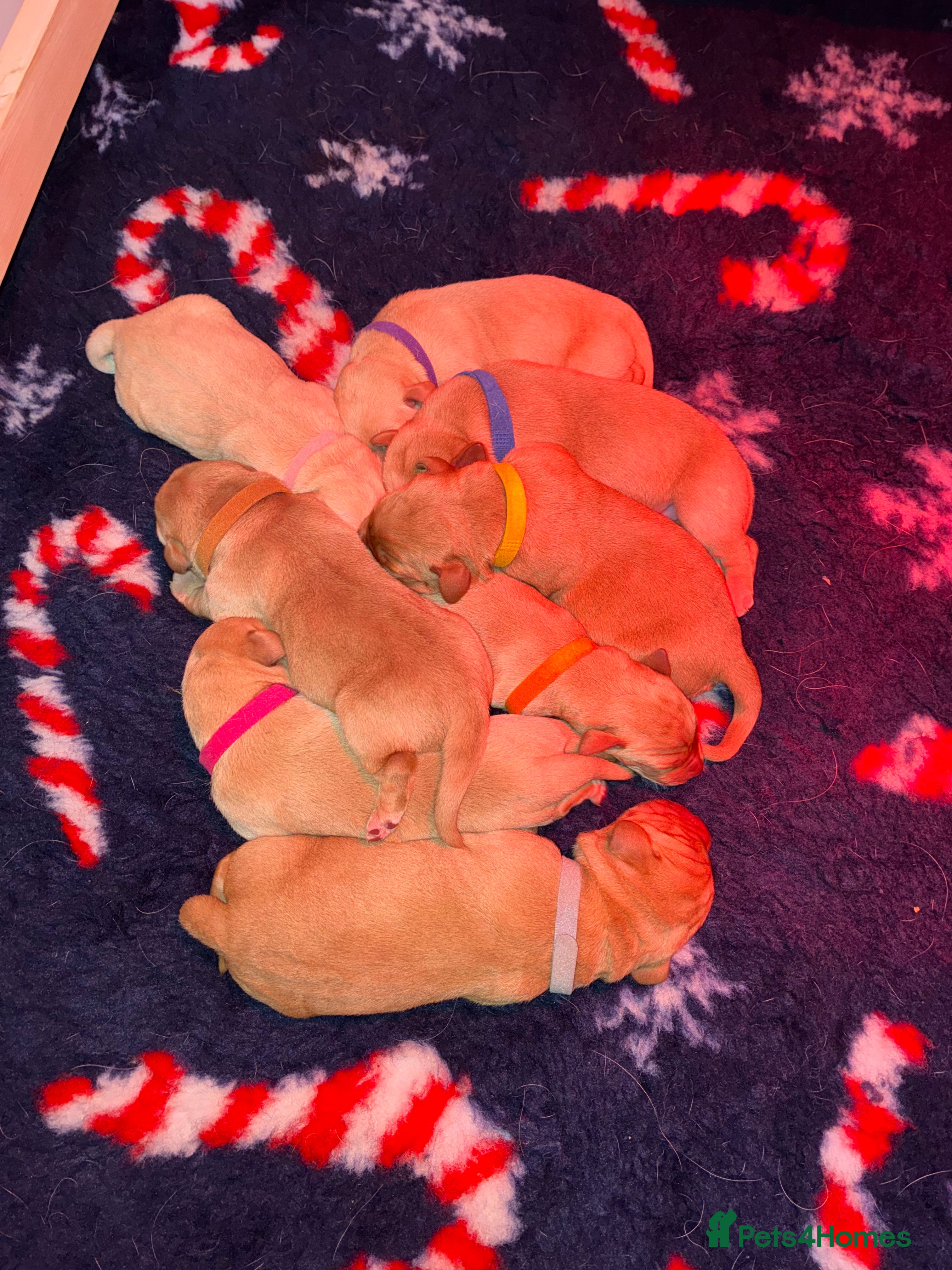 Labrador Retriever dogs 🐾 8 Exceptional KC Registered Labrador Puppies🐾 - Advert 17