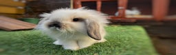 Mini Lion Lop rabbits for sale: Baby lion lops  - Advert 1