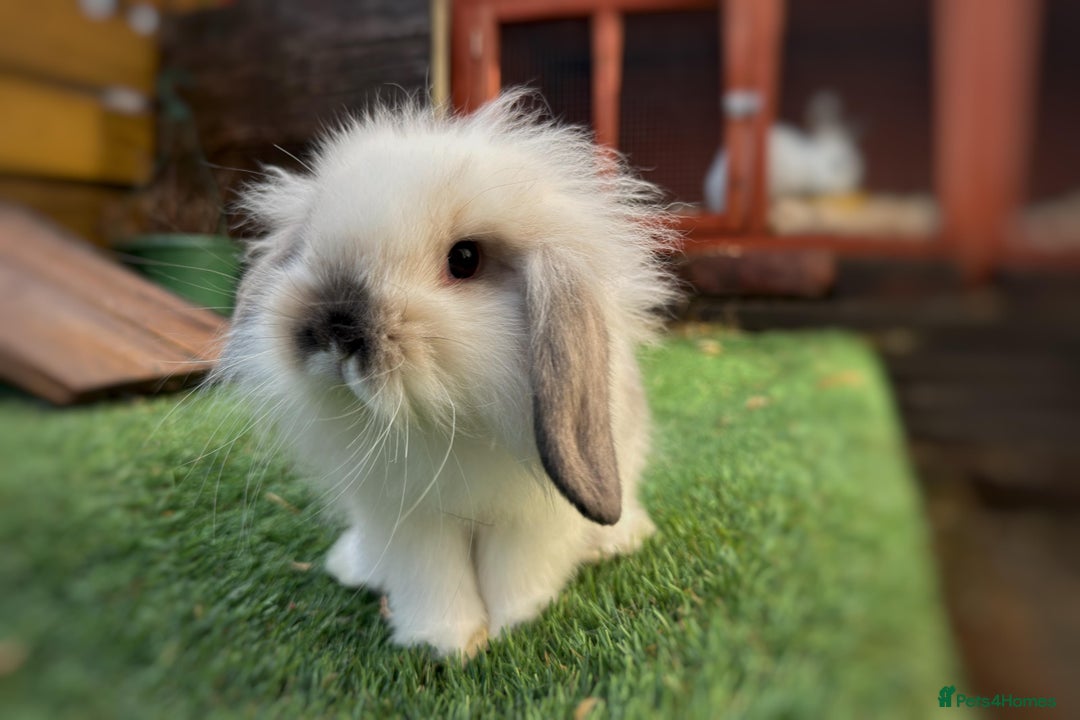 Mini Lion Lop rabbits for sale: Baby lion lops  - Advert 1