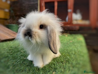 Mini Lion Lop rabbits Baby lion lops - Advert 4