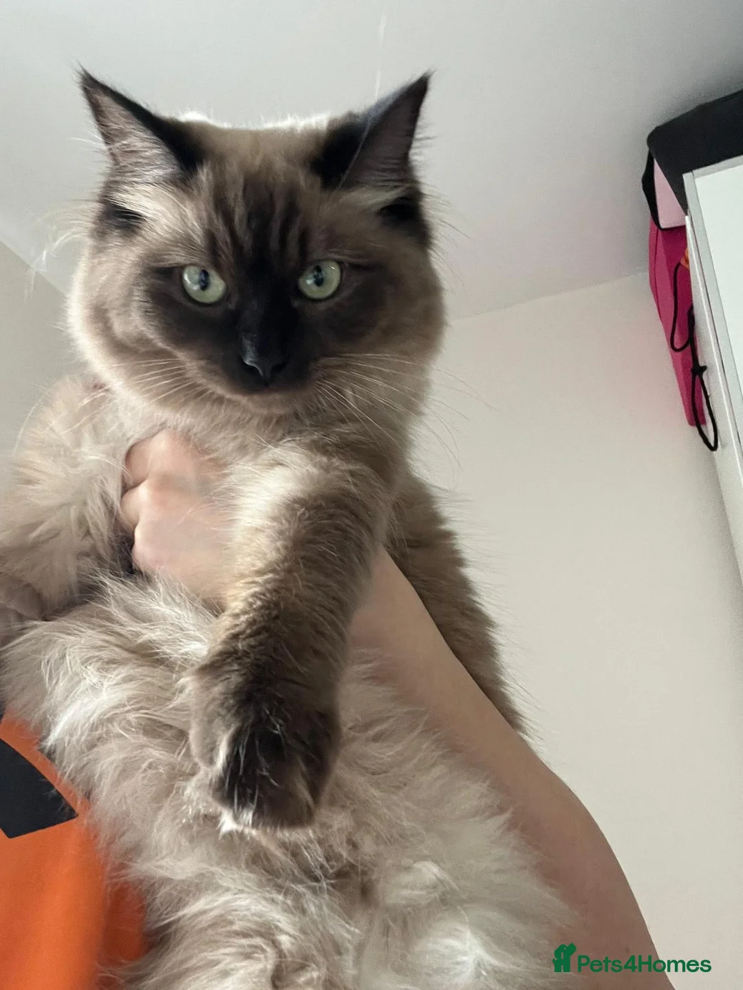 Ragdoll cats for sale: Cherubim Mink Ragdoll girl with green eyes - Advert 35