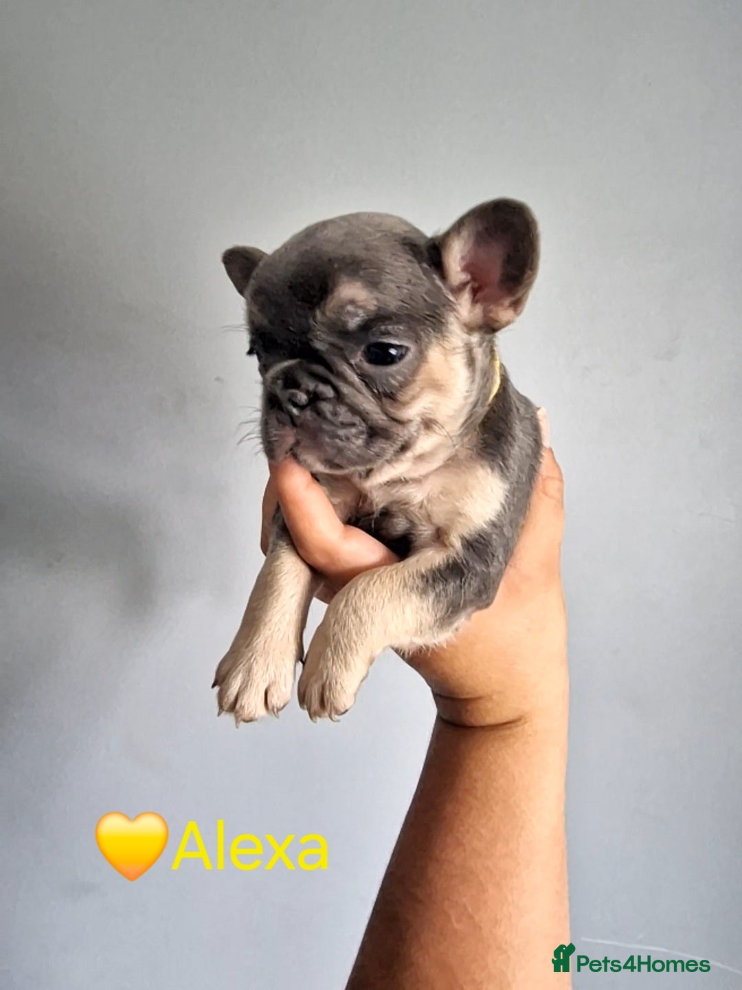 French Bulldog dogs for sale: Fluffy french bulldog puppies - Image 16