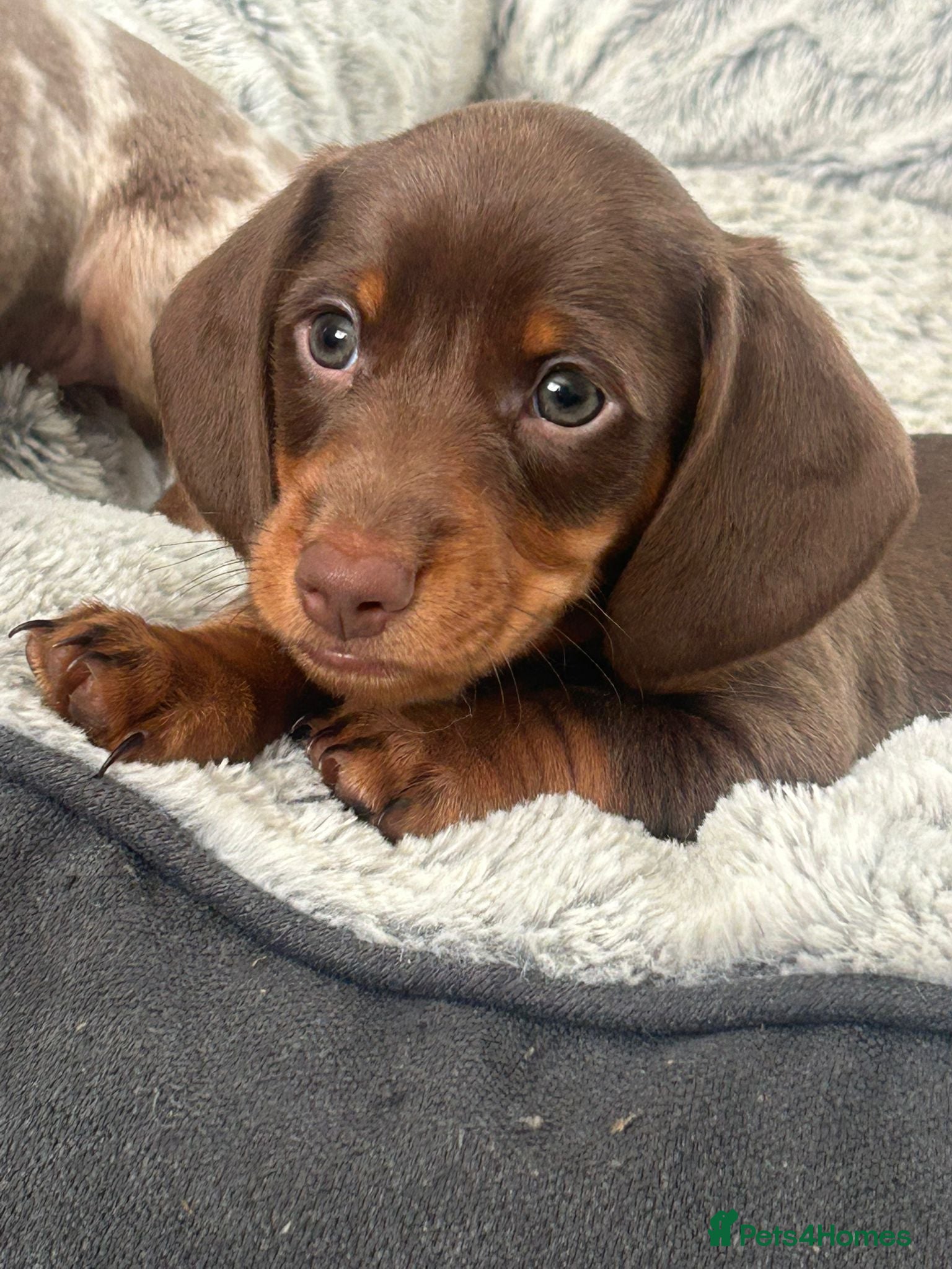 Miniature Dachshund dogs ✨2 miniature dachshund puppies READY TO LEAVE✨ - Advert 1
