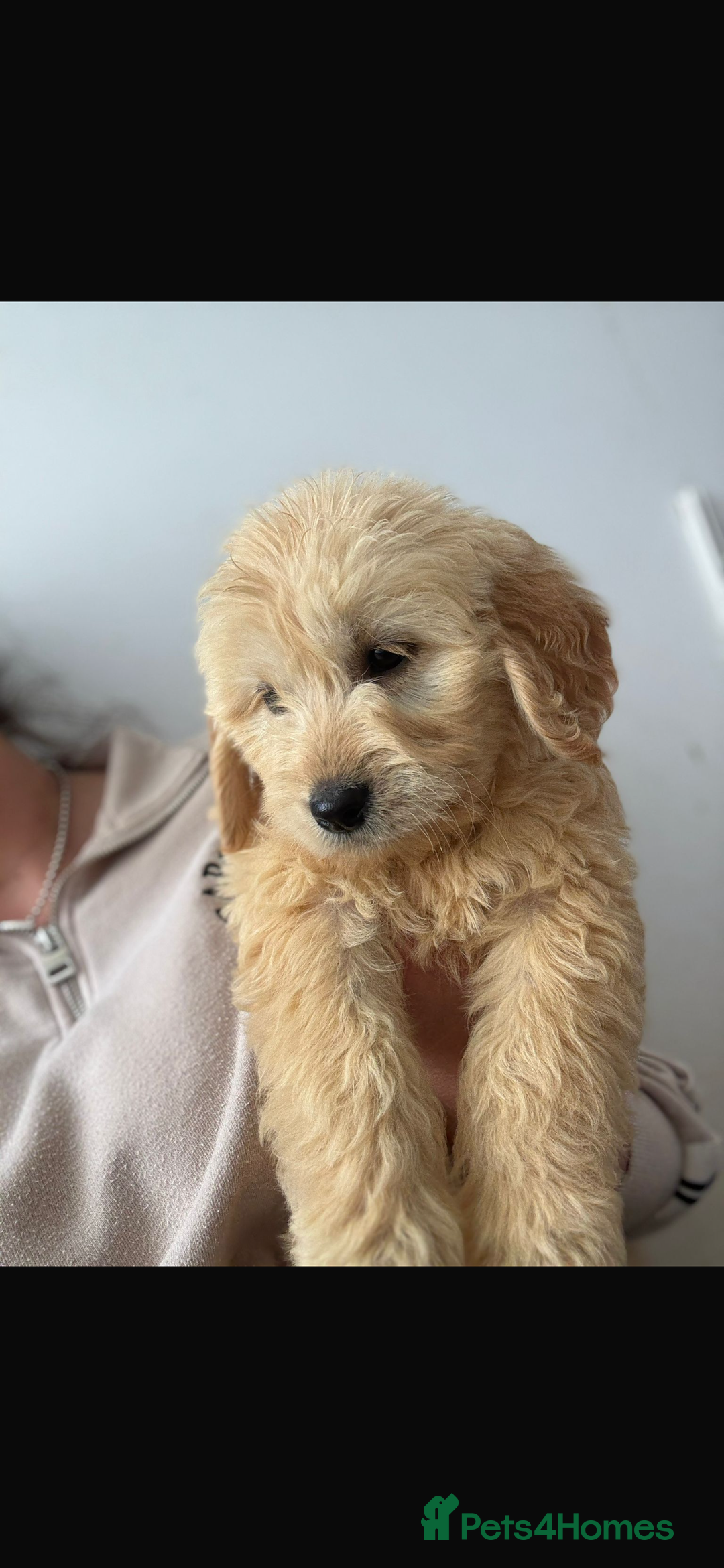 Mini Goldendoodle dogs for sale: 🐶Golden doodle puppies for sale ready to leave🐶 - Image 15