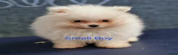 Pomeranian dogs for sale: Amazing Pomeranian  **  Puppy pure White colour in Salford - Advert 7