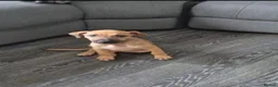 Lurcher dogs for sale: Lurcher pup  - Advert 5