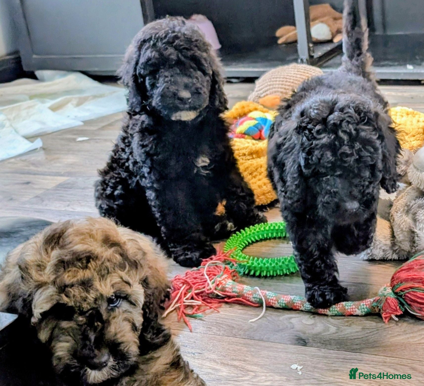Cavapoo dogs READY NOW - Insured and vacccinated - Advert 2