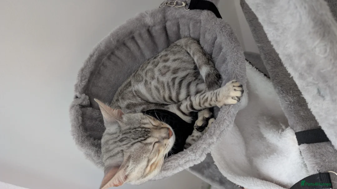 Bengal cats for sale: Nearly 6 months old bengal kitten - Advert 1