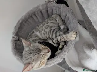 Bengal cats Nearly 6 months old bengal kitten - Advert 2