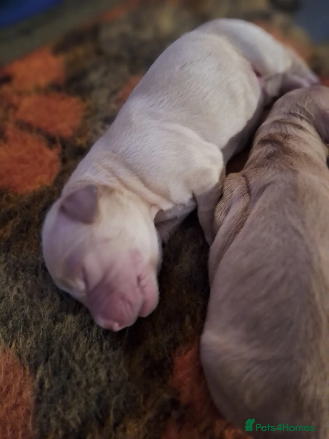 Mixed Breed dogs for sale: Goldendoodle Puppies 6 girls 3 boys - Advert 6