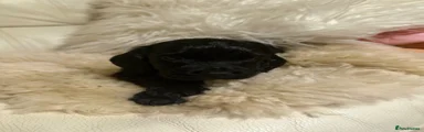 Cocker Spaniel 5