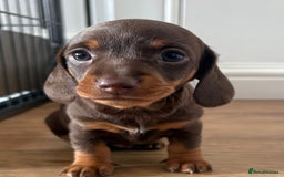 Miniature Dachshund dogs for sale: Miniature Dachshunds - Image 20