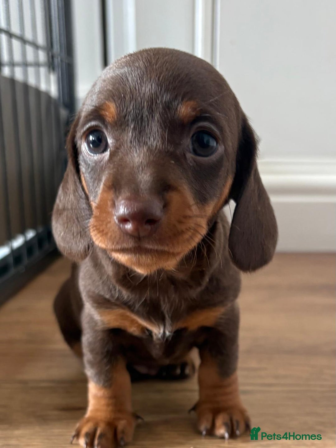 Miniature Dachshund dogs for sale: Miniature Dachshunds - Image 20