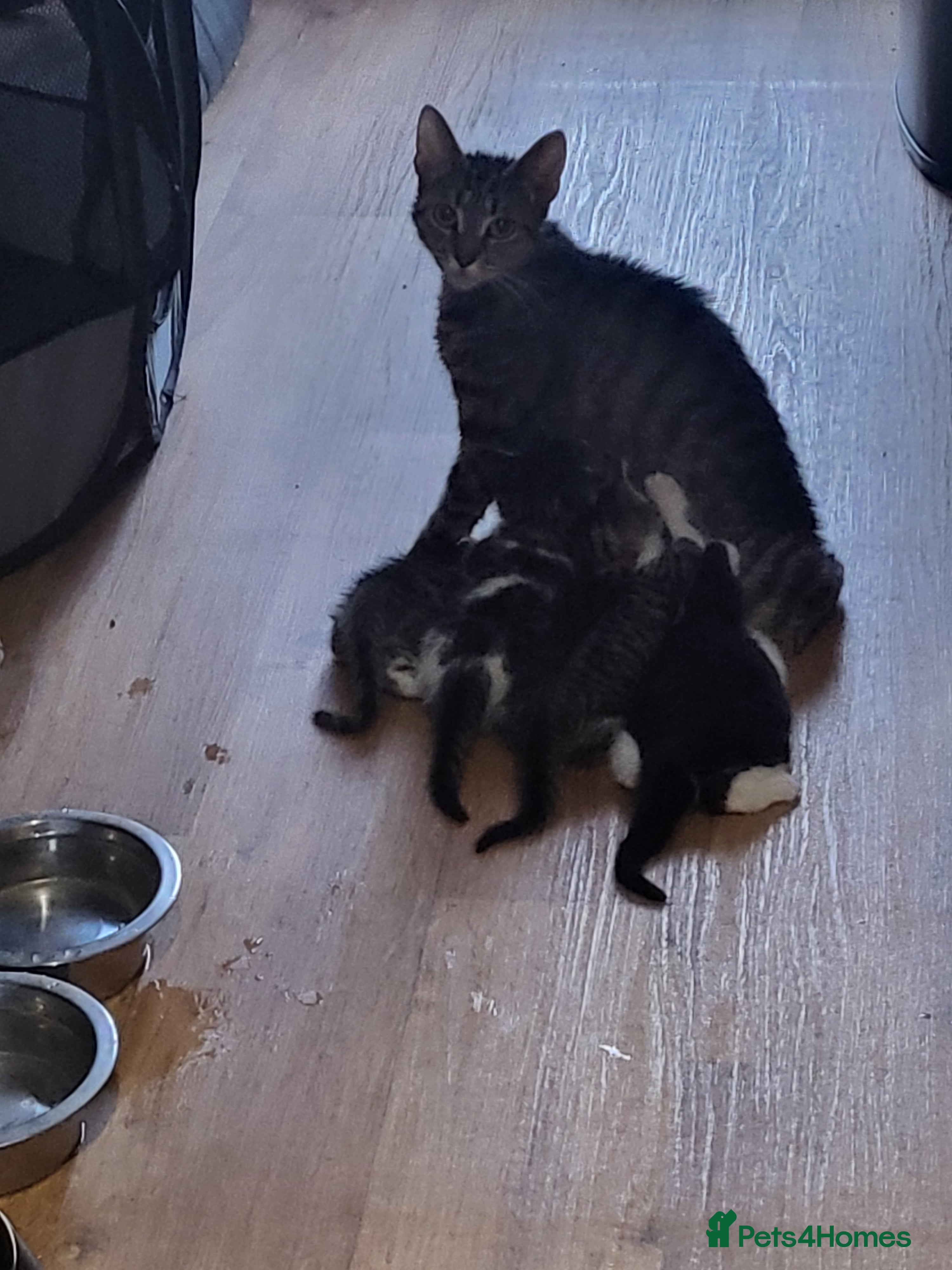 Mixed Breed cats 5 beautiful kittens - Advert 6