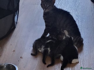 Mixed Breed cats 5 beautiful kittens - Advert 12