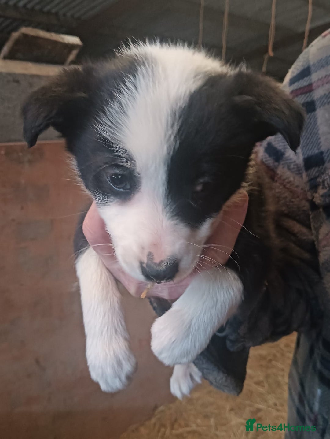 Border Collie dogs for sale: Border Collie puppies for sale  - Advert 4