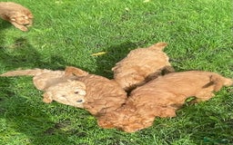 Cockapoo dogs for sale: Red Cockapoo puppies for sale - Image 11