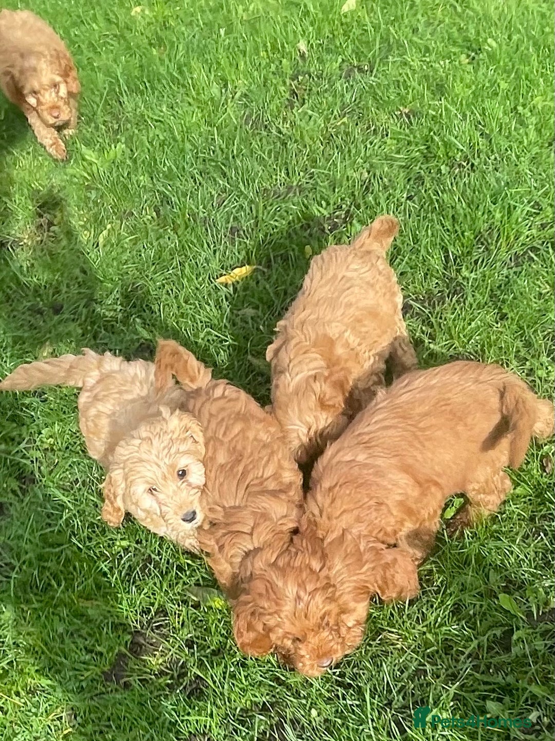 Cockapoo dogs for sale: Red Cockapoo puppies for sale - Image 11