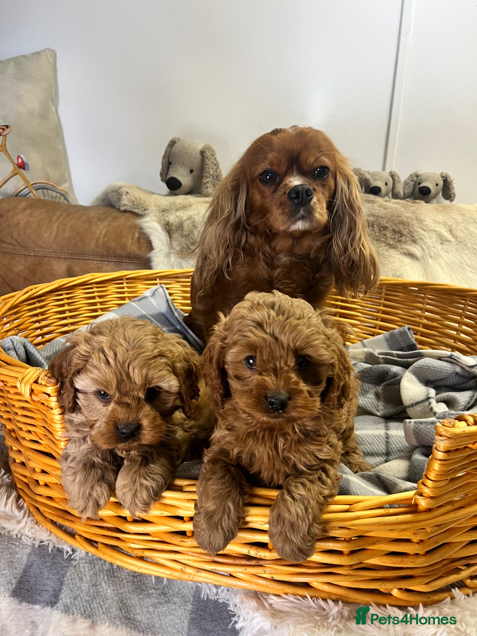 Cavapoo dogs Pretty little boys fully health tested  - Advert 2