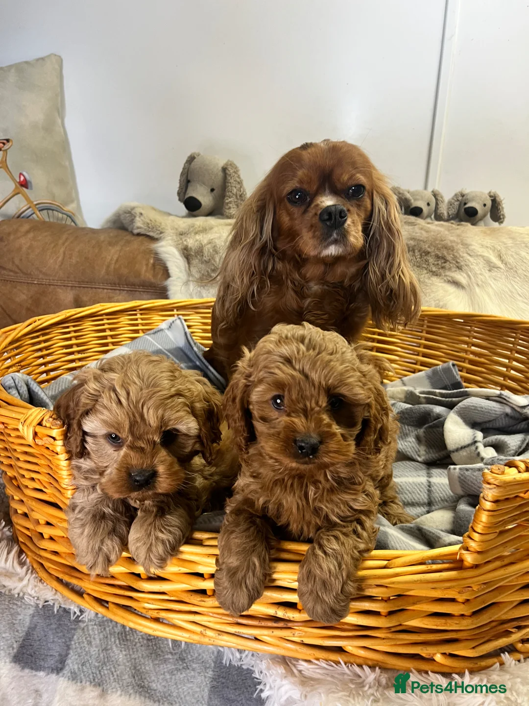 Cavapoo dogs for sale: Pretty little boys fully health tested  - Advert 2