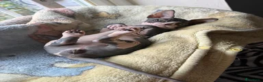 Sphynx 1