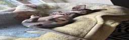 Sphynx cats for sale: Sphynx Male Kitten - Advert 2
