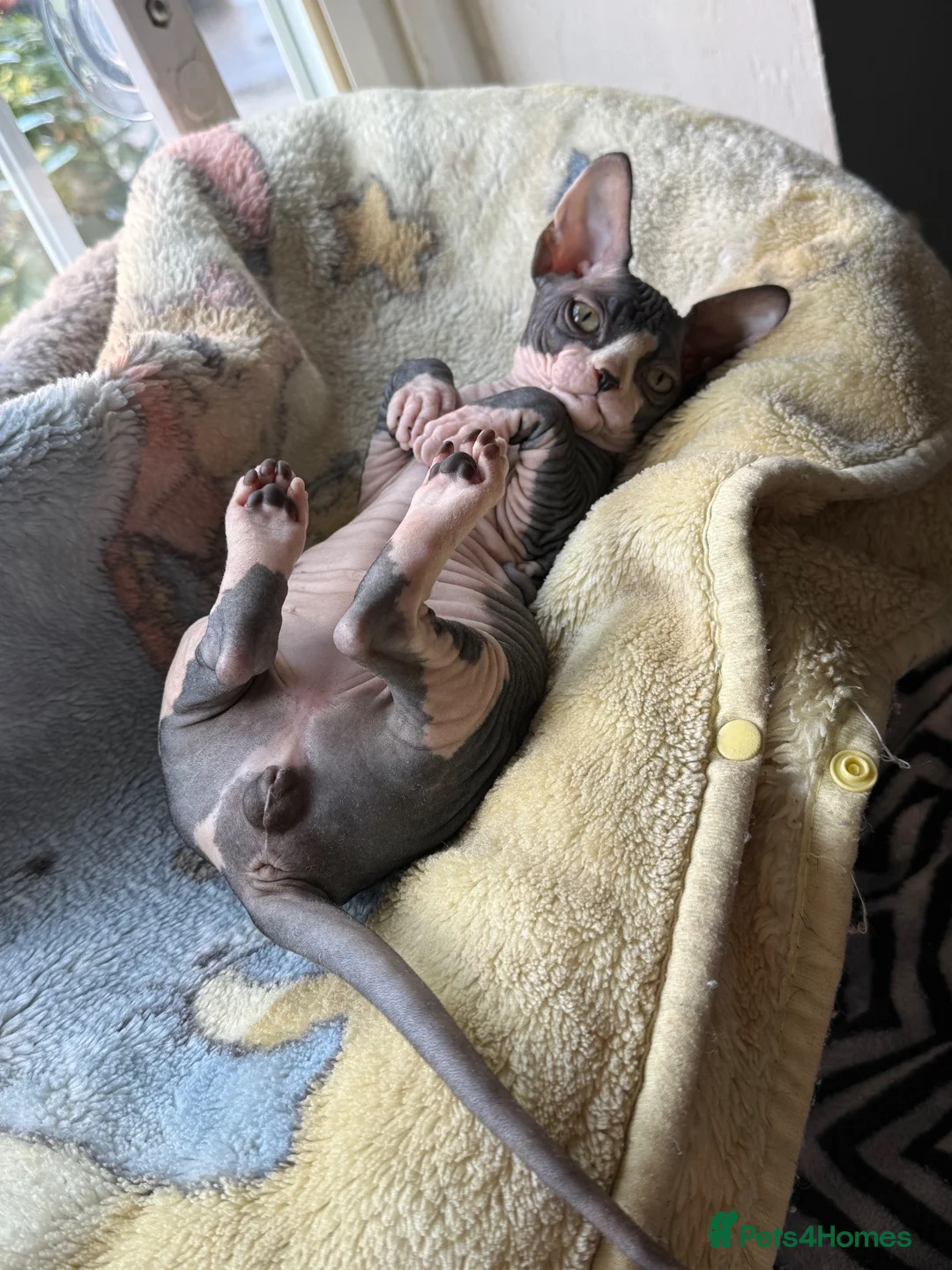 Sphynx cats for sale: Sphynx Male Kitten - Advert 2