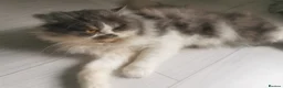 Persian cats for sale: Lovely persian cat for sale  - Advert 8