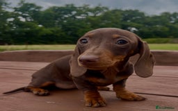 Dachshund dogs for sale: CHAMPION LINE KC REG MINI DACHSHUND GIRLS  - Image 25