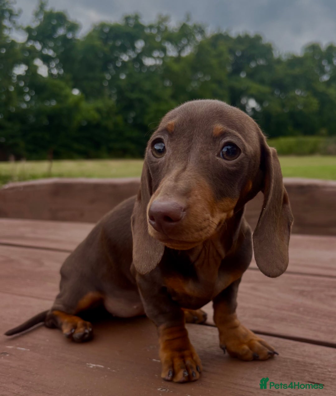 Dachshund dogs for sale: CHAMPION LINE KC REG MINI DACHSHUND GIRLS  - Image 25