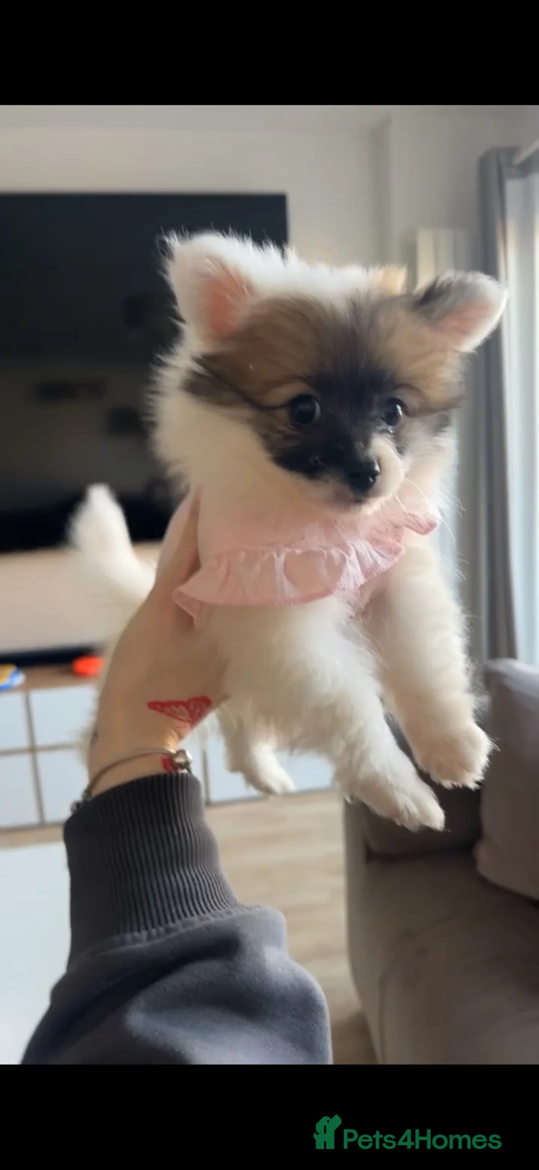 Pomchi dogs for sale: Pomeranian x chihuahua  - Advert 3
