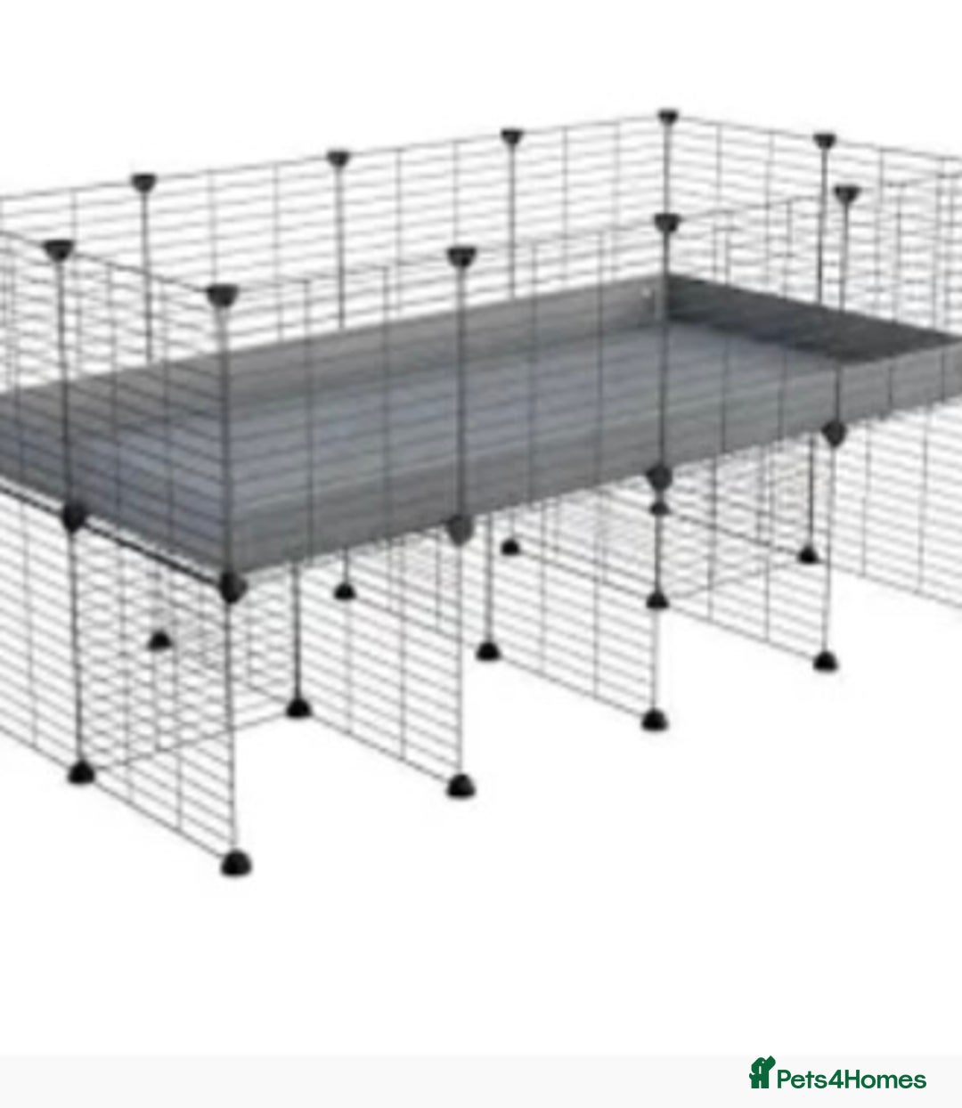 Guinea Pig rodents for sale: Male guinea pig with cnc grid cage  - Advert 2