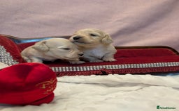 Miniature Dachshund dogs for sale:  Exquisite Long Coat Cream & Black & Tan Babies - Image 3